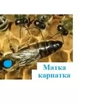 Продам матки карпатки