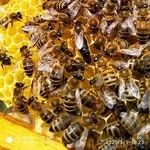 Пчелиные матки. Бджоломатки.