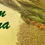 Борошно з твердих сортів пшениці Дурум,  крупка дурум для макаронів