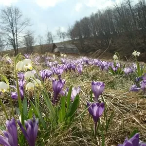 Майские праздники в Карпатах, Закарпатье.Усадьба Алекс.Горы, речки, лес.