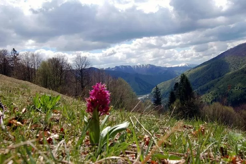 Майские праздники в Карпатах, Закарпатье.Усадьба Алекс.Горы, речки, лес. 2