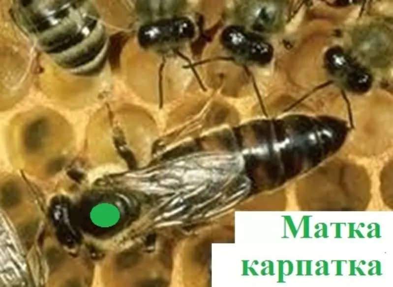 Продам матки карпатки