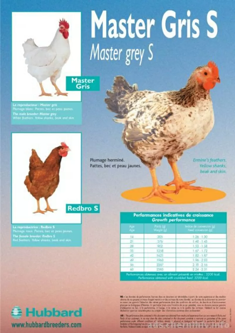 Продам суточные и подрощенные цыплята Redbro,  Master 2