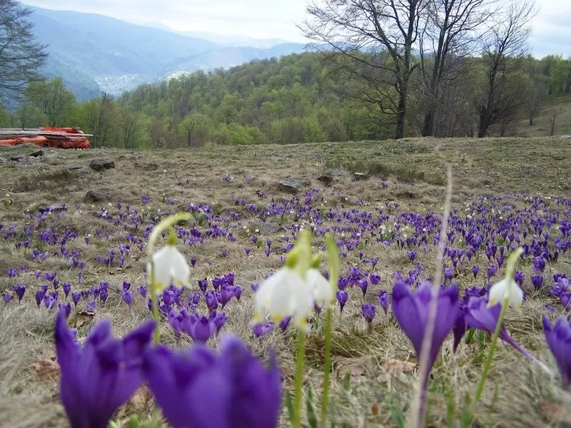 Майские праздники предлагаем провести в Закарпатье.Усадьба Алекс. 5