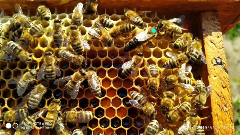 Продаются пчеломатки Карпатка. Бджоломатки 2