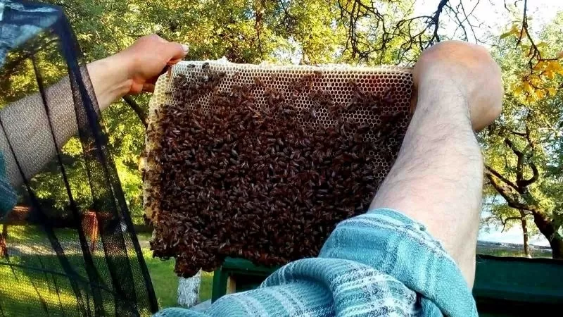 Продаются пчеломатки Карпатка. Бджоломатки 5