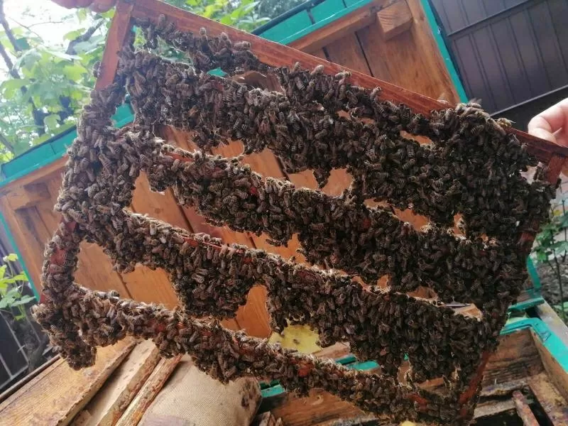 Продаются пчеломатки Карпатка. Бджоломатки 6