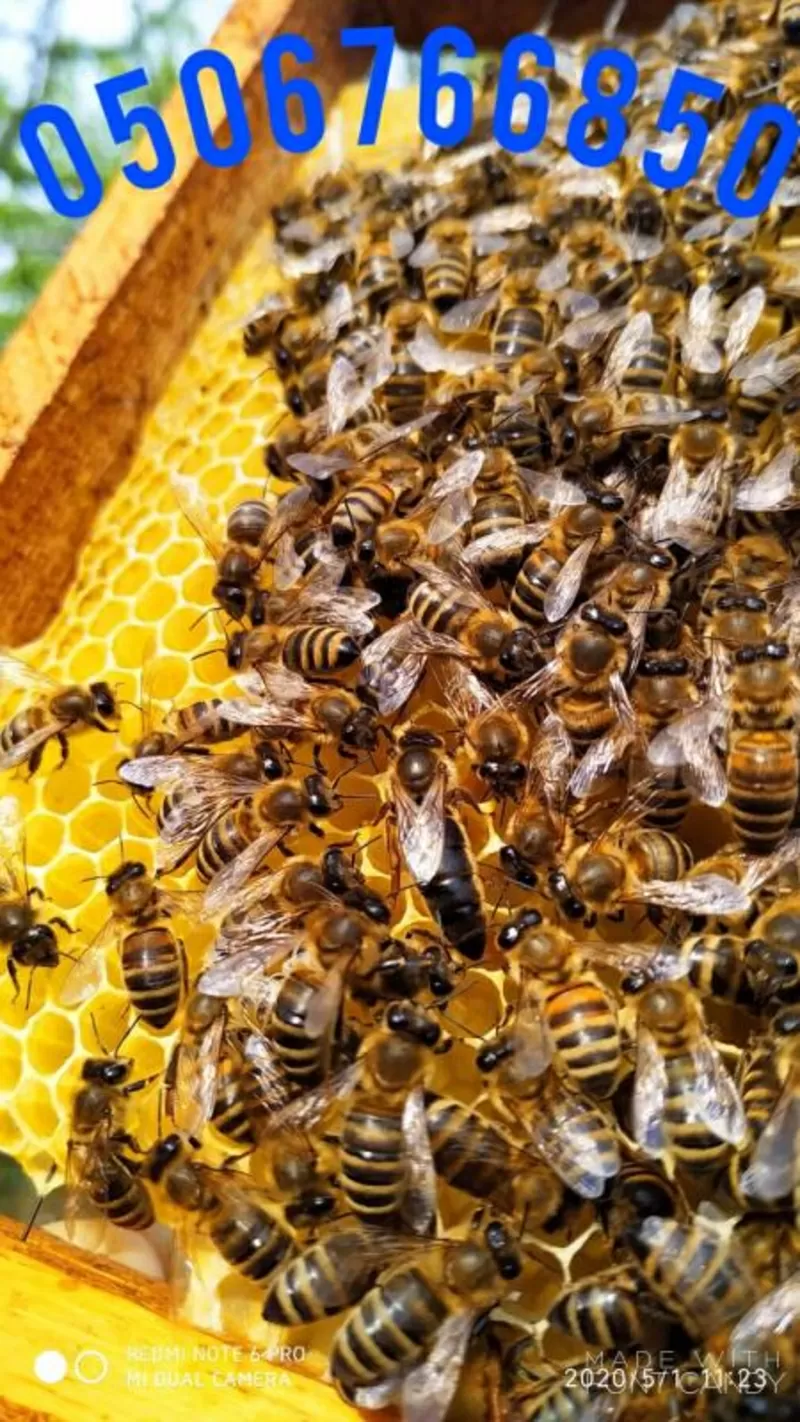 Продаются пчеломатки Карпатка. Бджоломатки 7