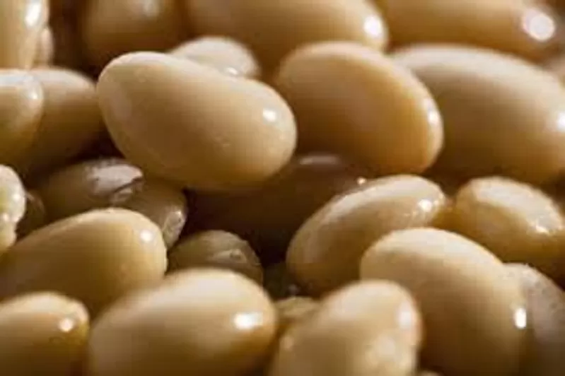 Закупівля квасолі для переробки та консервування