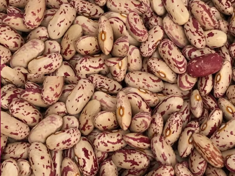 Продаж квасолі. Купити квасолю. Квасоля в наявності