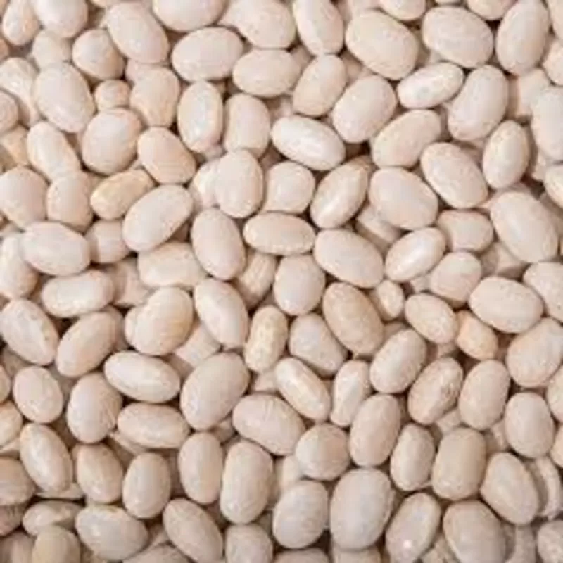 Продаємо насіння квасолі з гарантією викупу врожаю